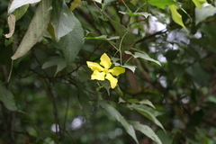 Momordica subangulata